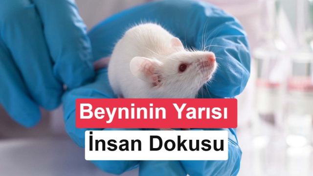 fare beyni ve insan hücreleri araştırması