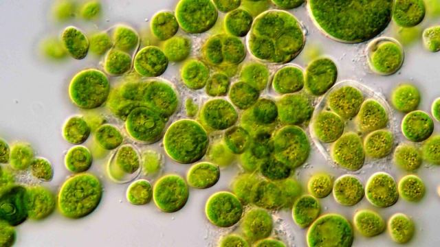 Optogenetik yöntemle beyin kontrolü hakkında bilgi veren bir görsel.